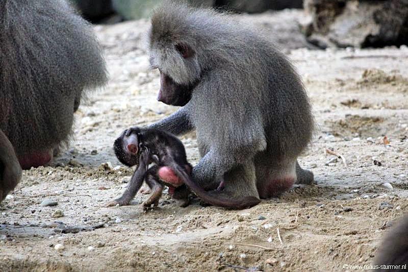 2010-08-24 (655) Aanranding en mishandeling gebeurd ook in de apenwereld.jpg